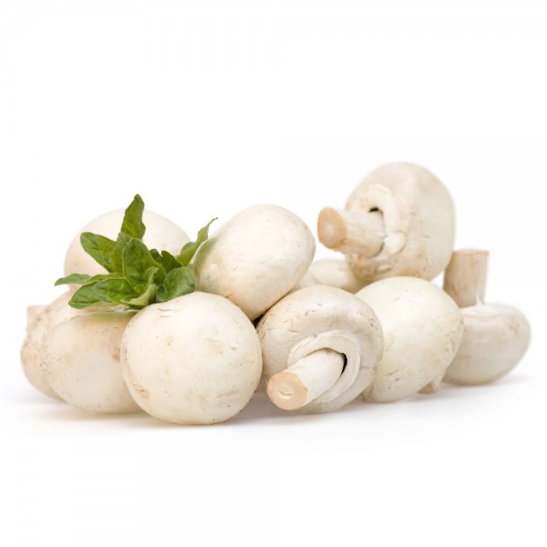 FUNGHI CHAMP. BIANCHI  FR