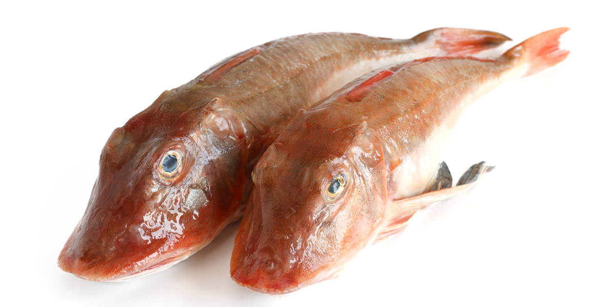 GALLINELLA 500-800 (GUU)