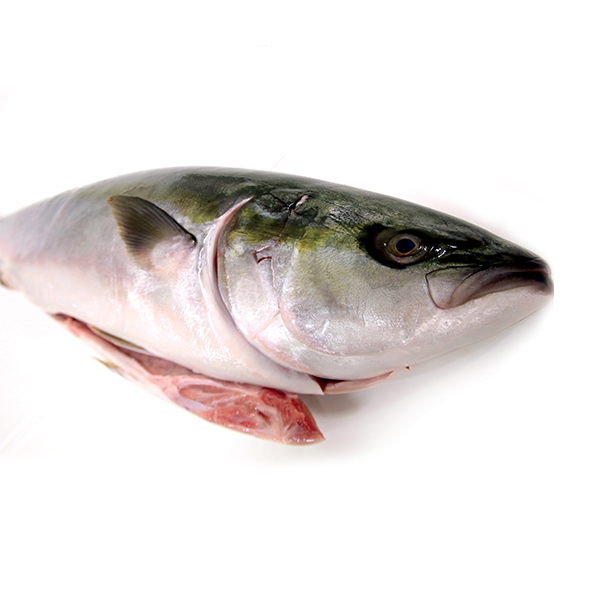 RICCIOLA INTERA 1000-2000 (YTC)