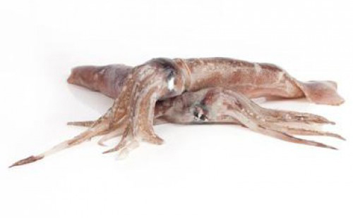 CALAMARI PATA. SPORC. C4L 12-14 B/F
