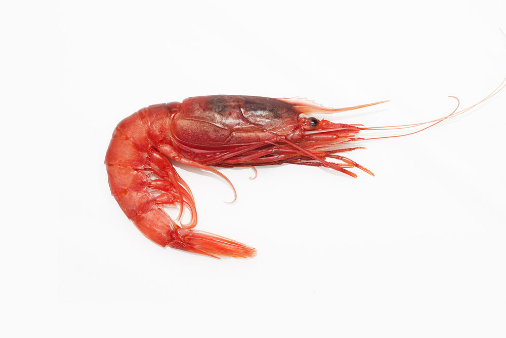 GAMBERO ROSSO BRONZE MEDIT CB MEDI