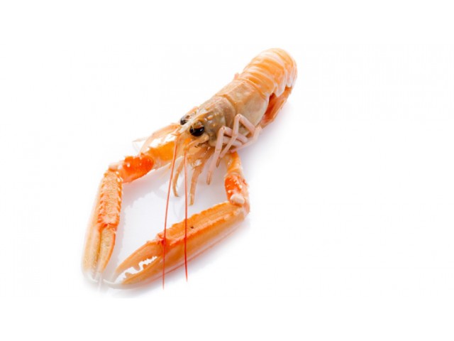 SCAMPI 20-30 MEDIT. II B.DO MEDIP.