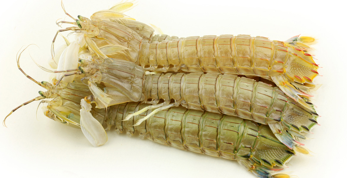 CANOCE-PANOCCHIE G (MTS)