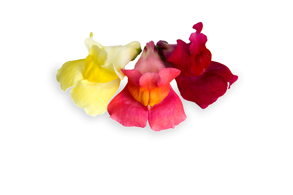 FLORIAMO BOCCA DI LEONE FIORI