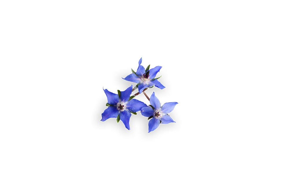 FLORIAMO BORRAGGINE FIORI EDIBILI