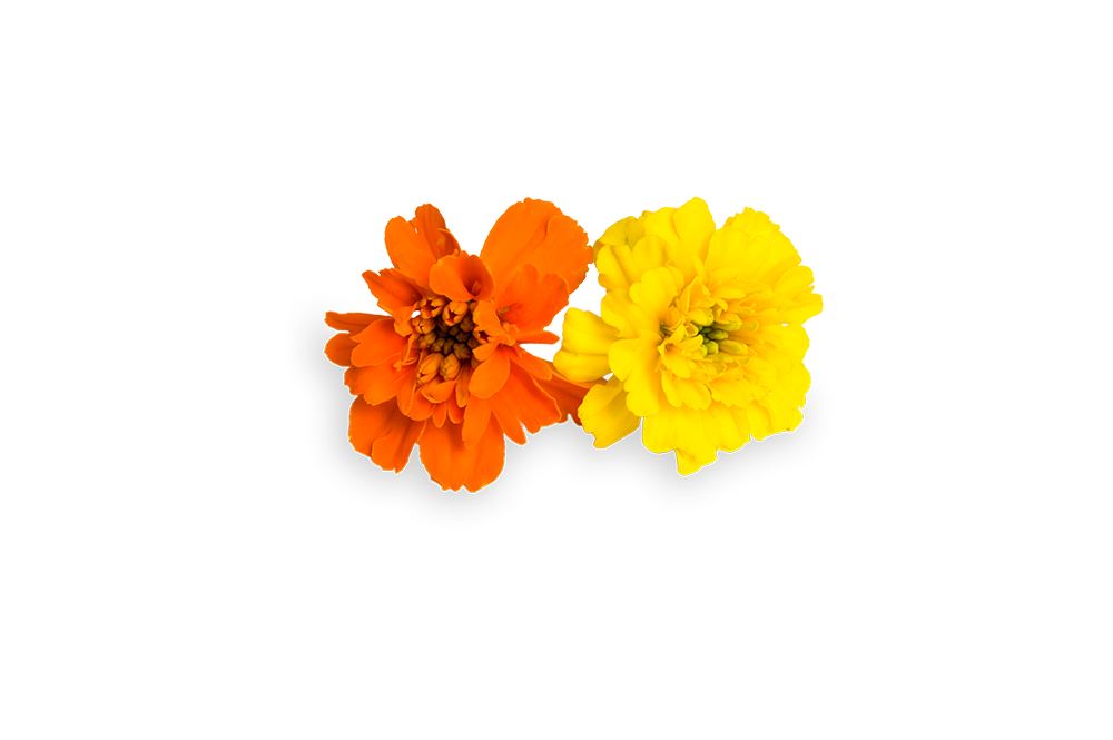 FLORIAMO TAGETE FIORI EDIBILI