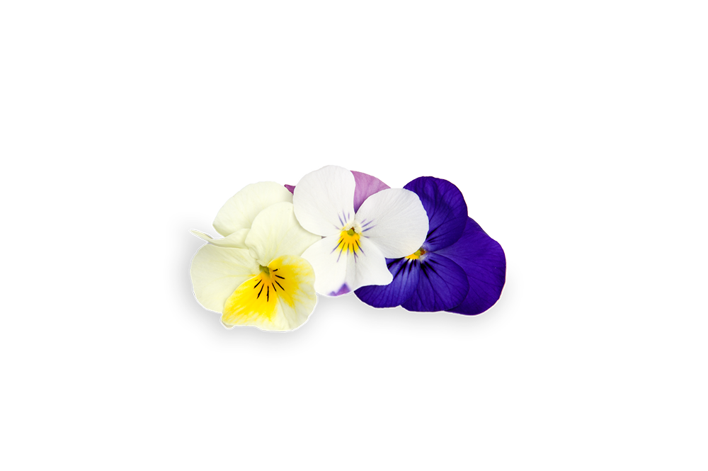 FLORIAMO VIOLA CORNUTA FIORE PICCOL