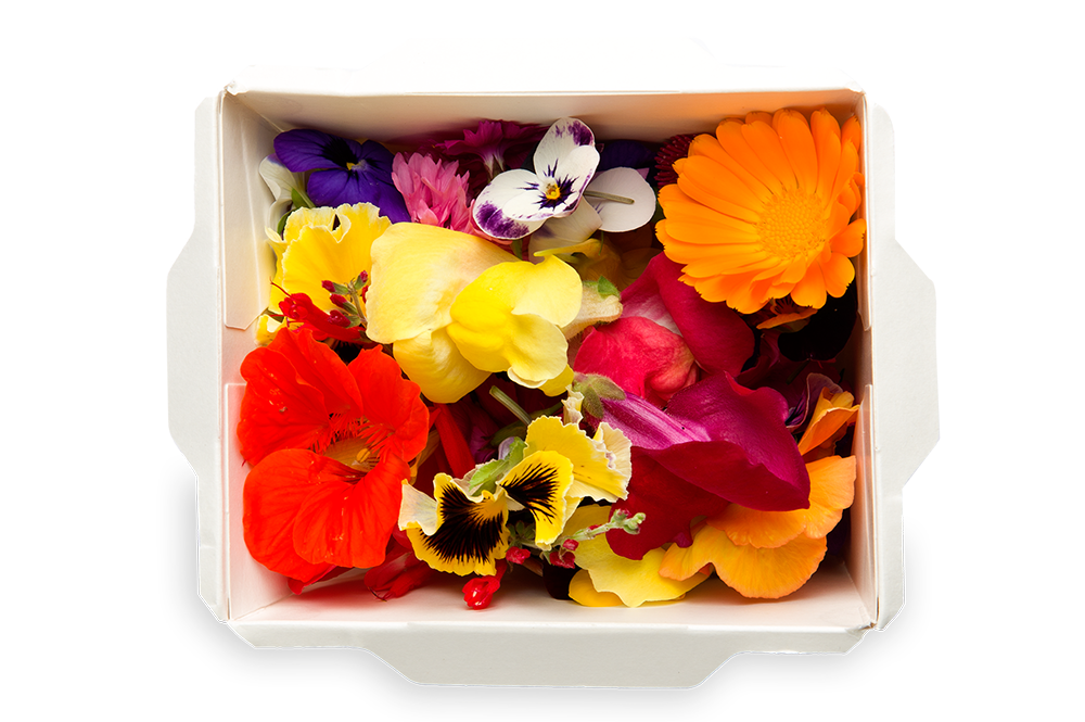 FLORIAMO FIORI STAGIONALI EDIBILI