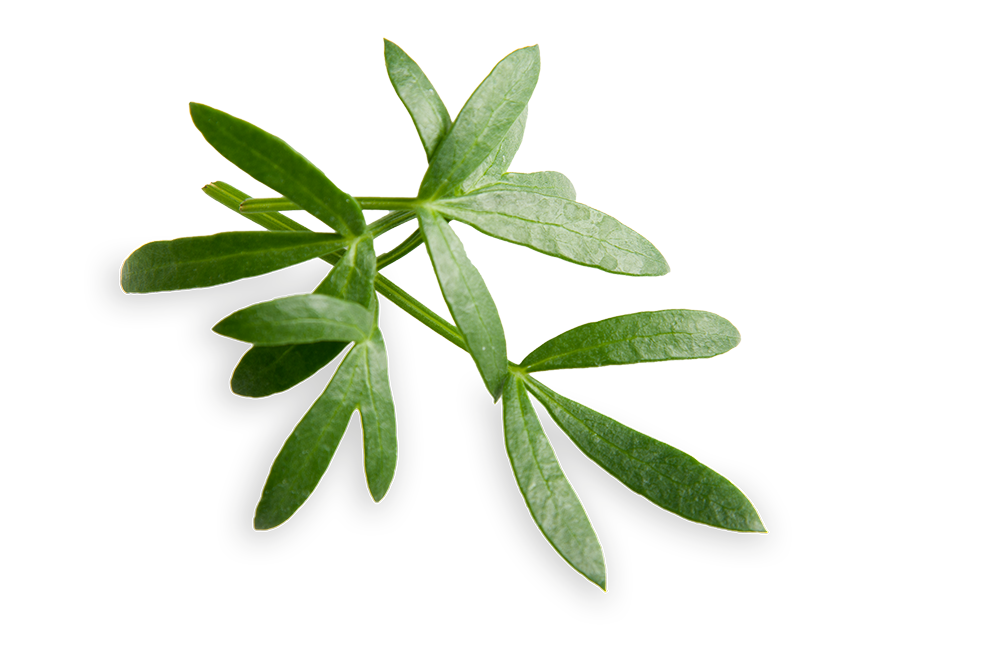 FLORIAMO FINOCCHIO VERDE