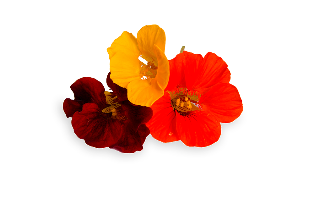 FLORIAMO NASTURZIO COMUNE