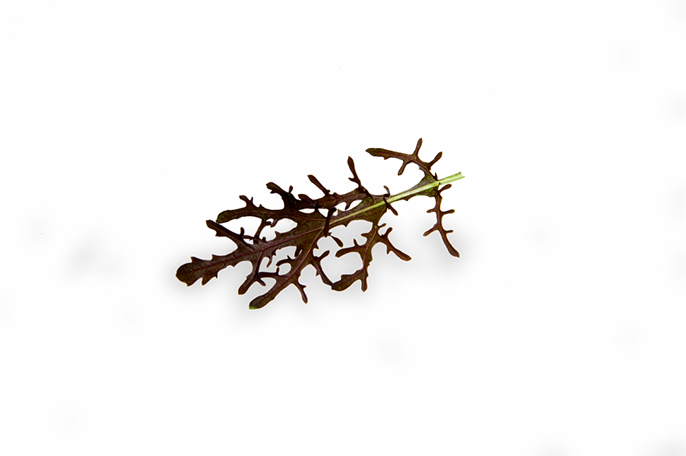 FLORIAMO SENAPE ROSSO