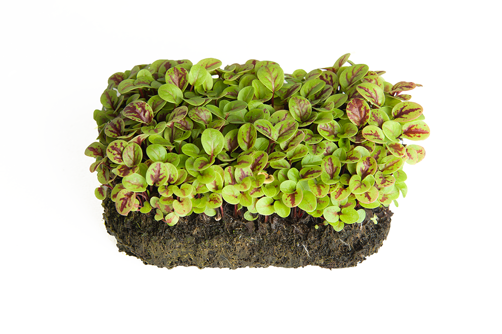 FLORIAMO BIO ACETELLA ROSSA