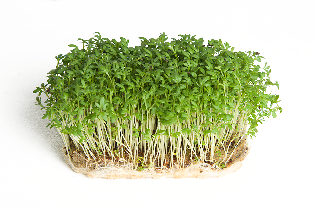 FLORIAMO BIO CRESCIONE FINA MIX COL