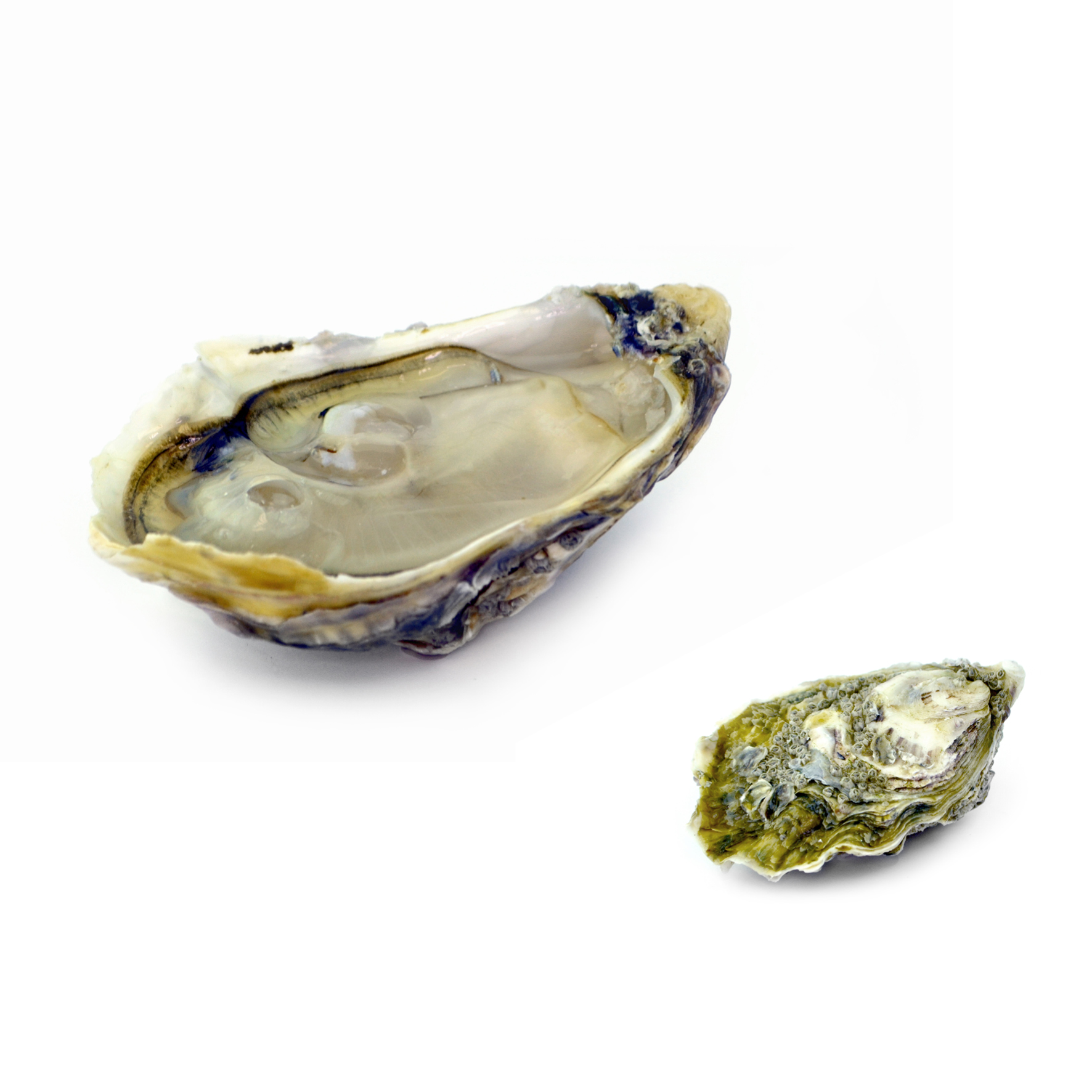 OSTRICA SPECIAL IMPERATRICE N3