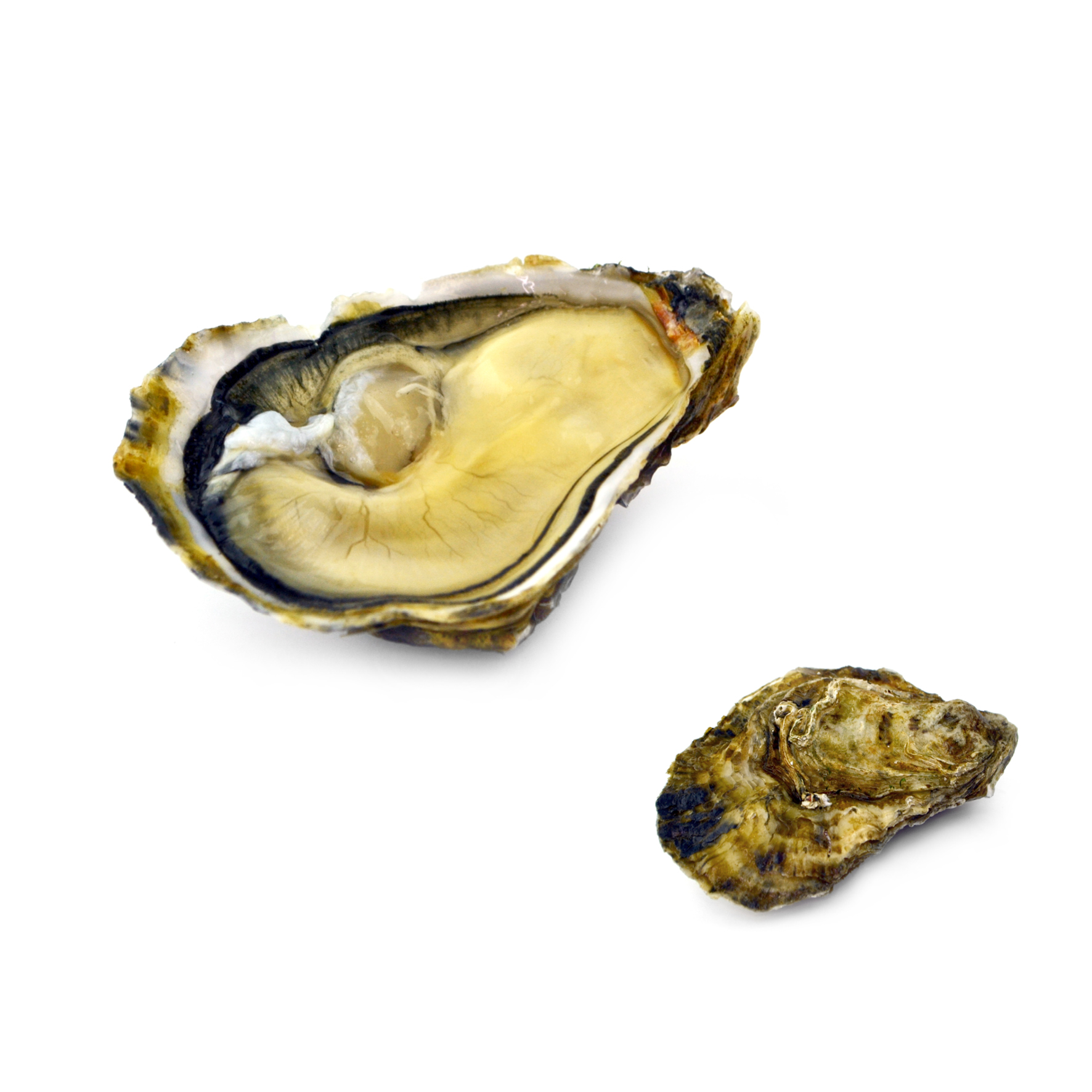 OSTRICA MARQUISE BONSONGE N3