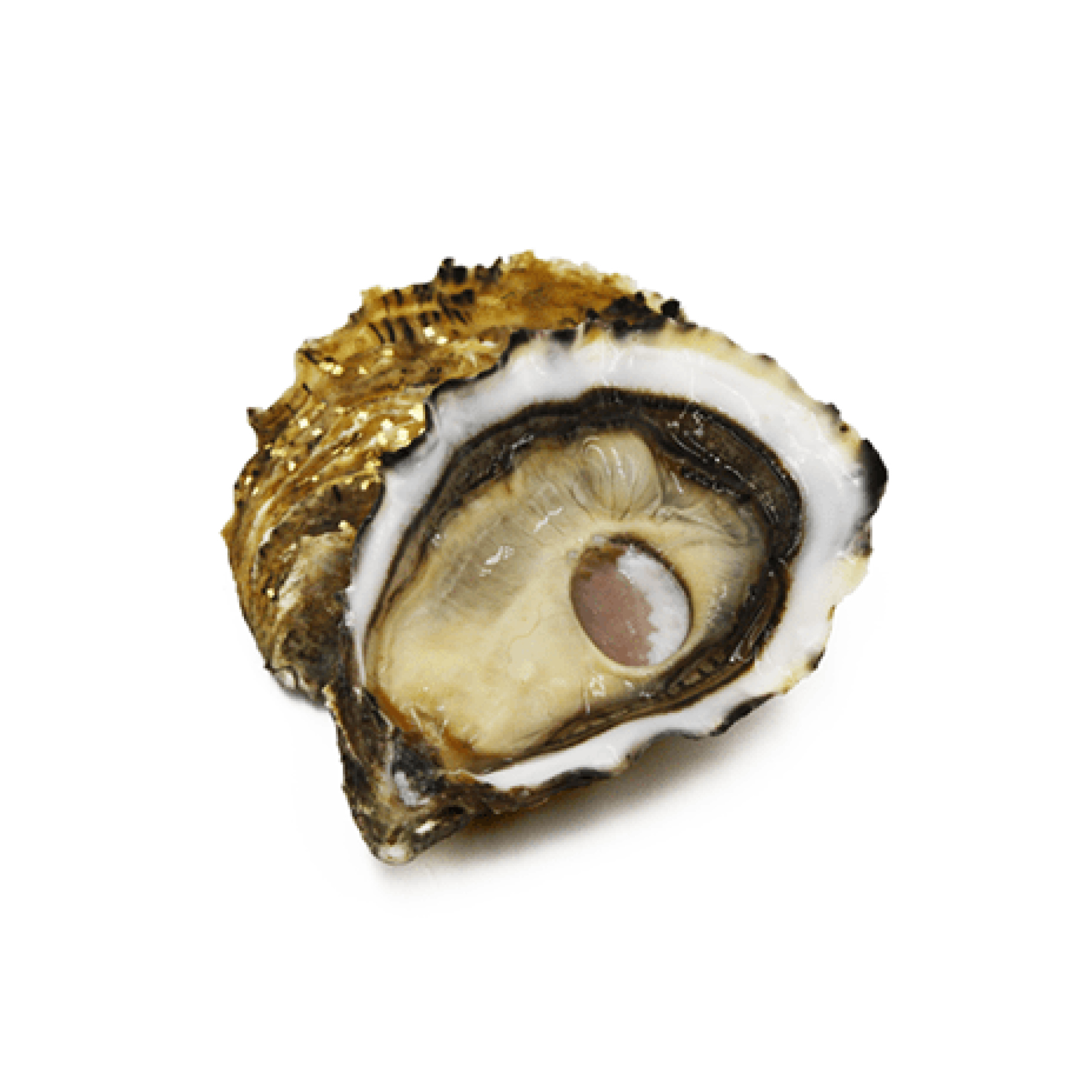 OSTRICA OSTRA REGAL ORO N3