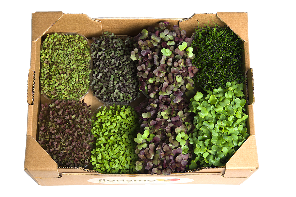 FLORIAMO BIO CRESCIONE SAVORY MIX