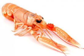SCAMPI INTERI 13-16 LAESO